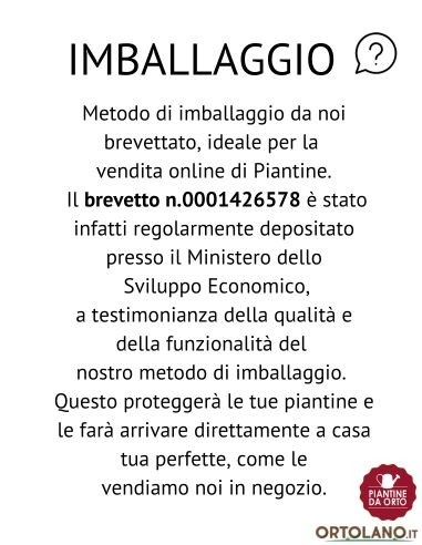 Pomodoro Scatolone pack da 4 Piantine