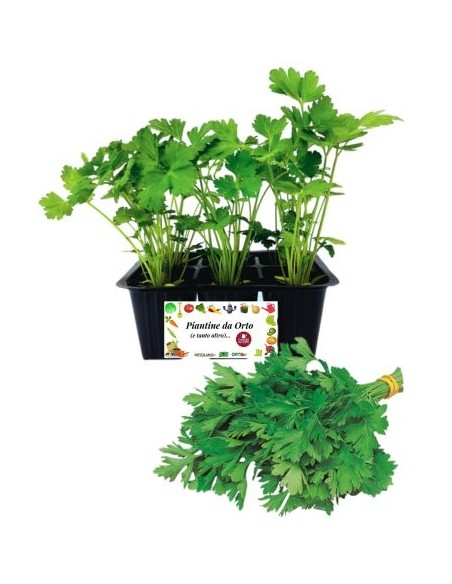 Prezzemolo pack da  6 Piantine