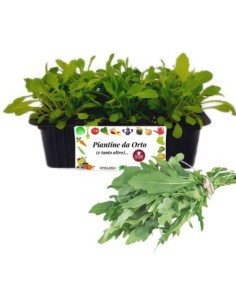 Rucola pack da 9 Piantine