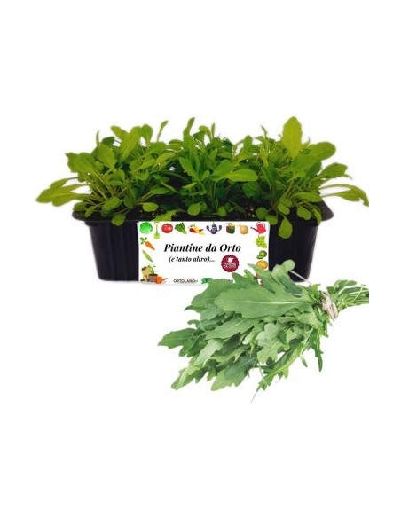 Rucola pack da 9 Piantine