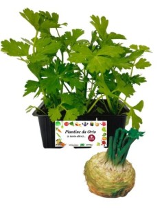 Sedano Rapa pack da  6 Piantine