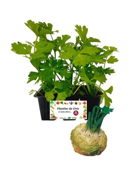 Sedano Rapa pack da  6 Piantine