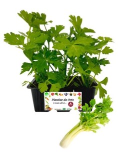 Sedano Dorato pack da  6 Piantine