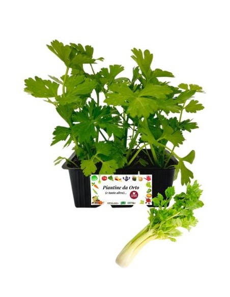 Sedano Dorato pack da  6 Piantine