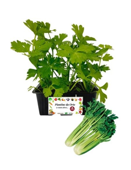 Sedano Verde pack da  6 Piantine