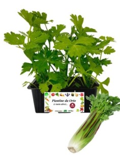 Sedano Rosso pack da 6 Piantine