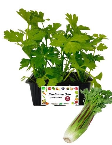Sedano Rosso pack da 6 Piantine