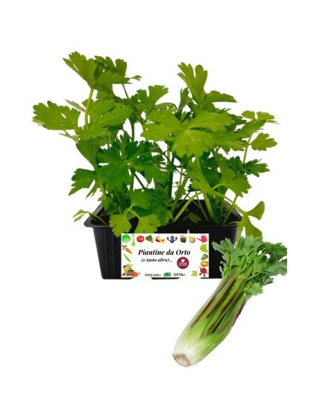 Sedano Rosso pack da 6 Piantine