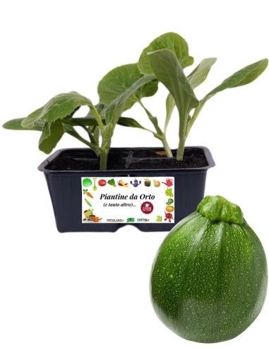Zucchino Tondo pack da 4 Piantine