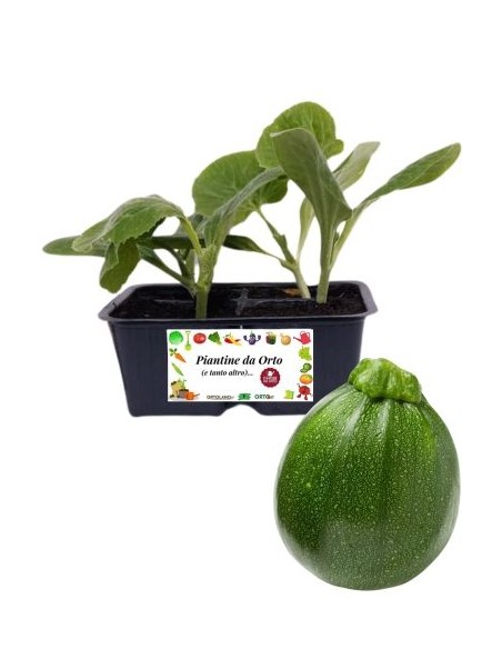 Zucchino Tondo pack da 4 Piantine