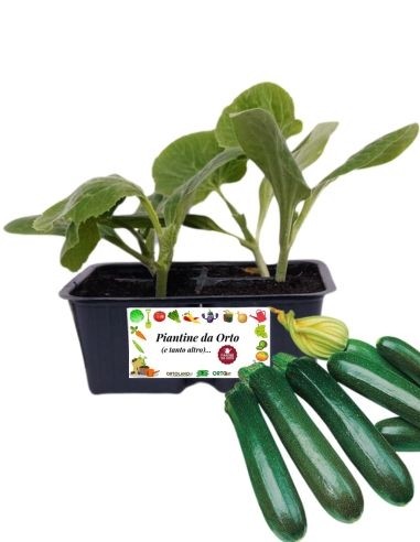 Zucchino Afrodite pack da 4 Piantine