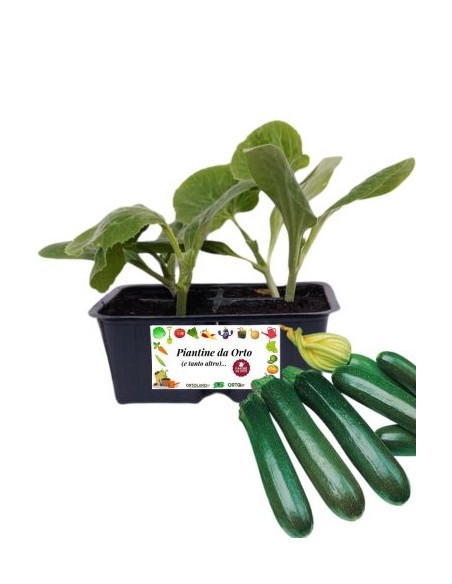 Zucchino Afrodite pack da 4 Piantine