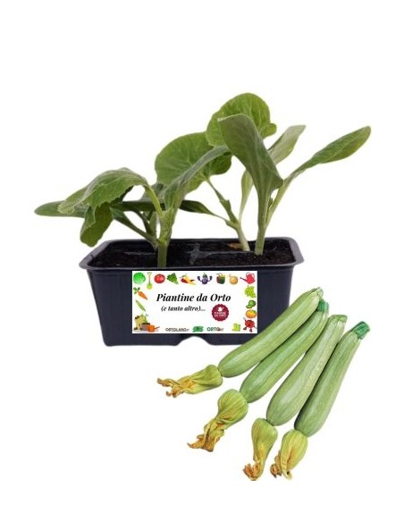 Zucchino Chiaro pack da 4 Piantine