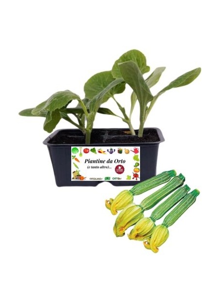 Zucchino Striato pack da 4 Piantine
