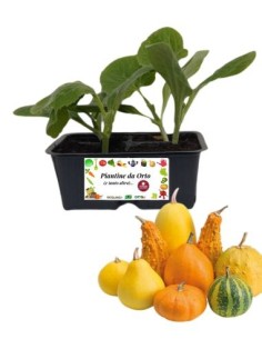 Zucca Ornamentale Mix Piccoli Frutti 4 Piantine
