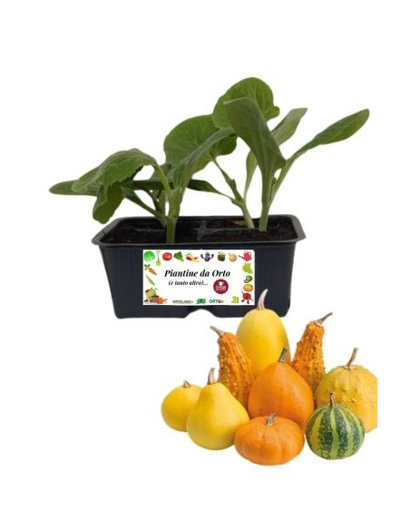Zucca Ornamentale Mix Piccoli Frutti 4 Piantine