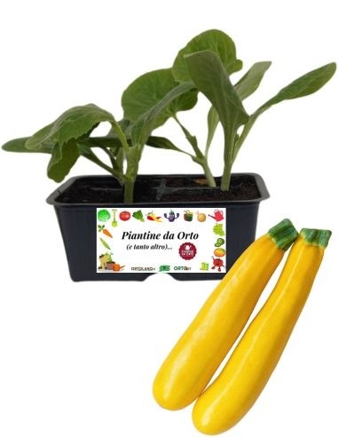 Zucchino Giallo pack 4 Piantine