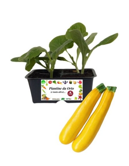 Gelbe Zucchini, 4er-Packung Setzlinge