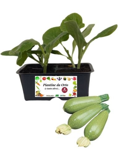 Zucchino Alberello "Sarzana" pack da 4 Piantine