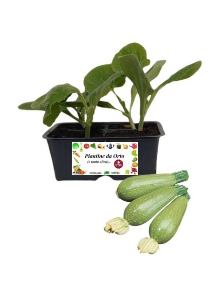 Zucchino Alberello "Sarzana" pack da 4 Piantine