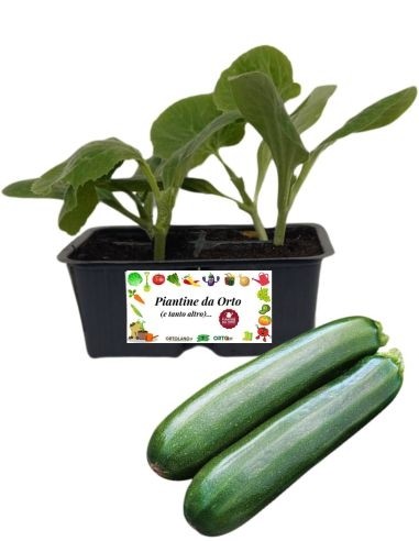 Zucchino Bologna pack da 4 Piantine