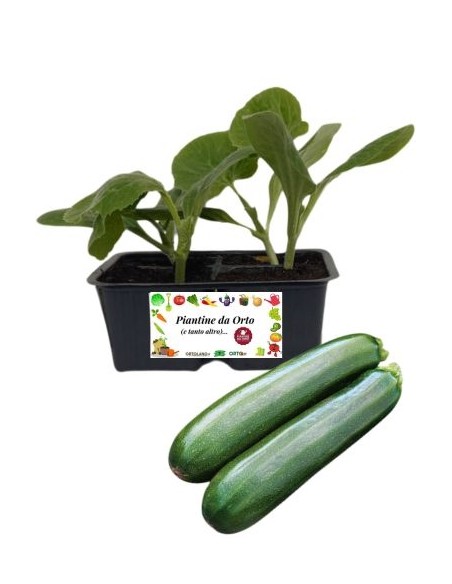Zucchino Bologna pack da 4 Piantine