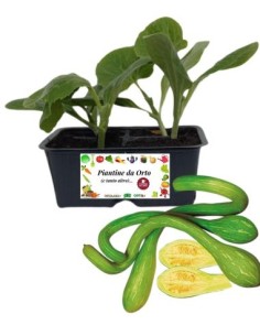 Zucchino Trombetta pack da 4 Piantine