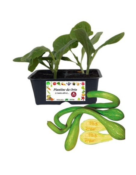 Zucchino Trombetta pack da 4 Piantine