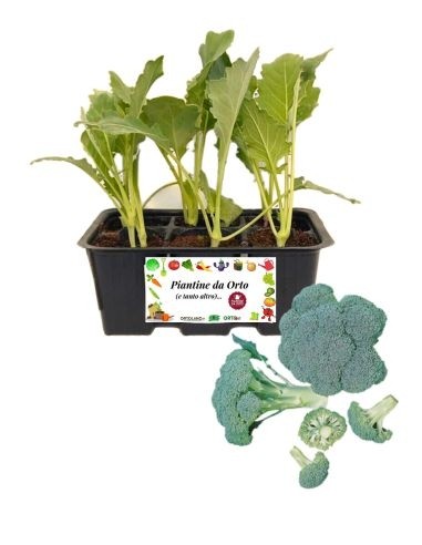 Broccolo Calabrese 6 Piantine