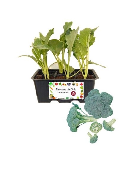 Broccolo Calabrese  pack da 6 Piantine