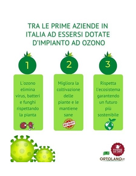 Broccolo Calabrese  pack da 6 Piantine