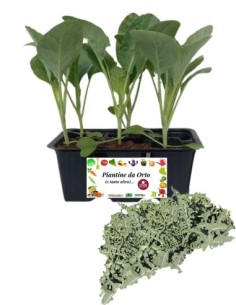 Broccolo Fiolare pack da  6 Piantine