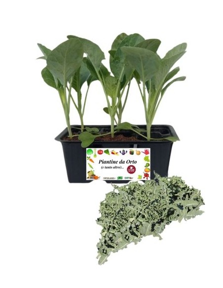 Broccolo Fiolare 6 Piantine