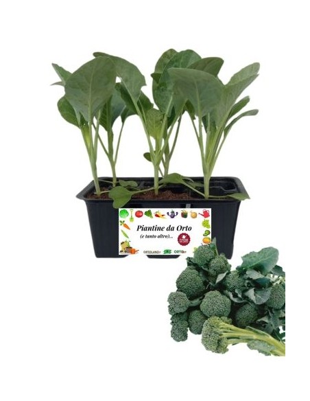 Broccolo Verde da Ricacci pack da  6 Piantine