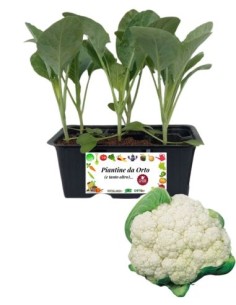 Broccolo Verona Precoce pack da 6 Piantine