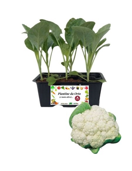 Broccolo Verona Precoce pack da 6 Piantine