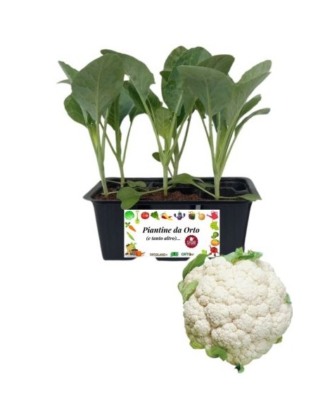 Broccolo Verona Medio Precoce pack da 6 Piantine