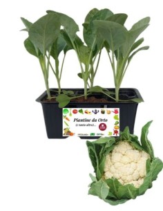 Broccolo Verona Tardivo pack da  6 Piantine