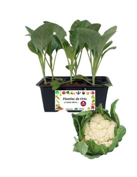Broccolo Verona Tardivo pack da  6 Piantine