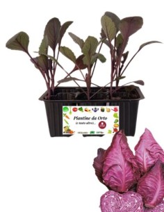 Cappuccio Rosso a Punta pack da 6 Piantine