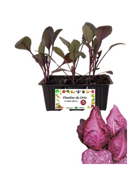 Cappuccio Rosso a Punta pack da 6 Piantine