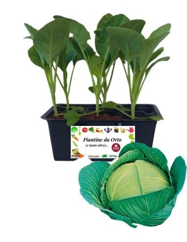 Cappuccio Crauto 6 Piantine