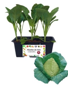 Cappuccio a Punta pack da 6 Piantine