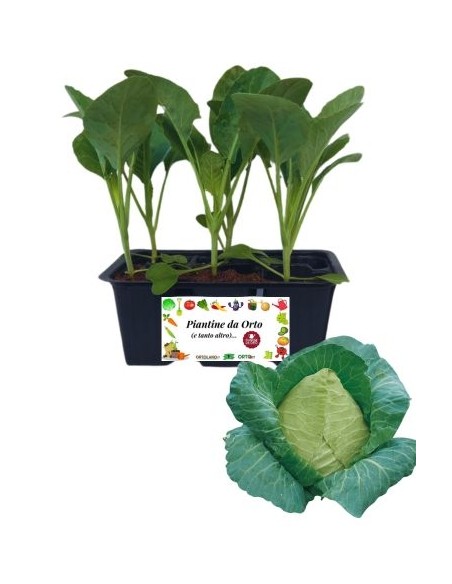 Cappuccio a Punta pack da 6 Piantine