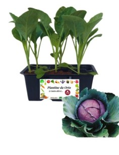 Cappuccio Rosso pack da 6 Piantine