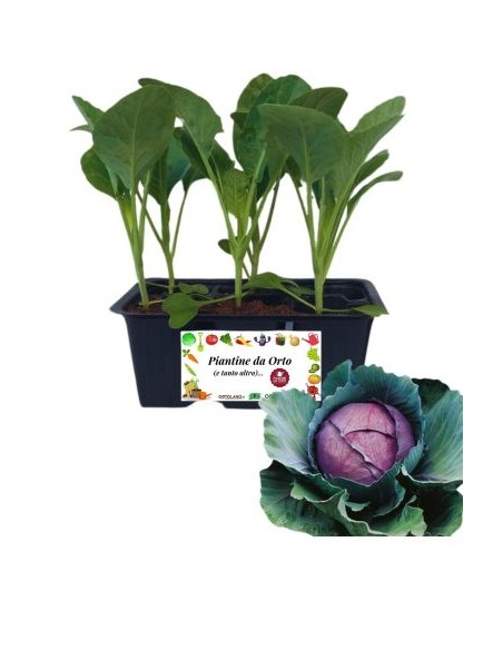 Cappuccio Rosso pack da 6 Piantine