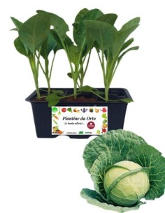 Cappuccio Tondo pack da 6 Piantine