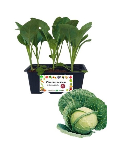 Cappuccio Tondo pack da 6 Piantine