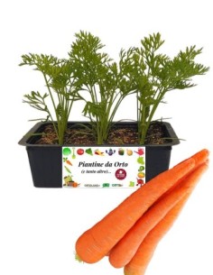 Carota pack da 9 Piantine
