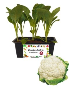 Cavolfiore pack da 6 Piantine